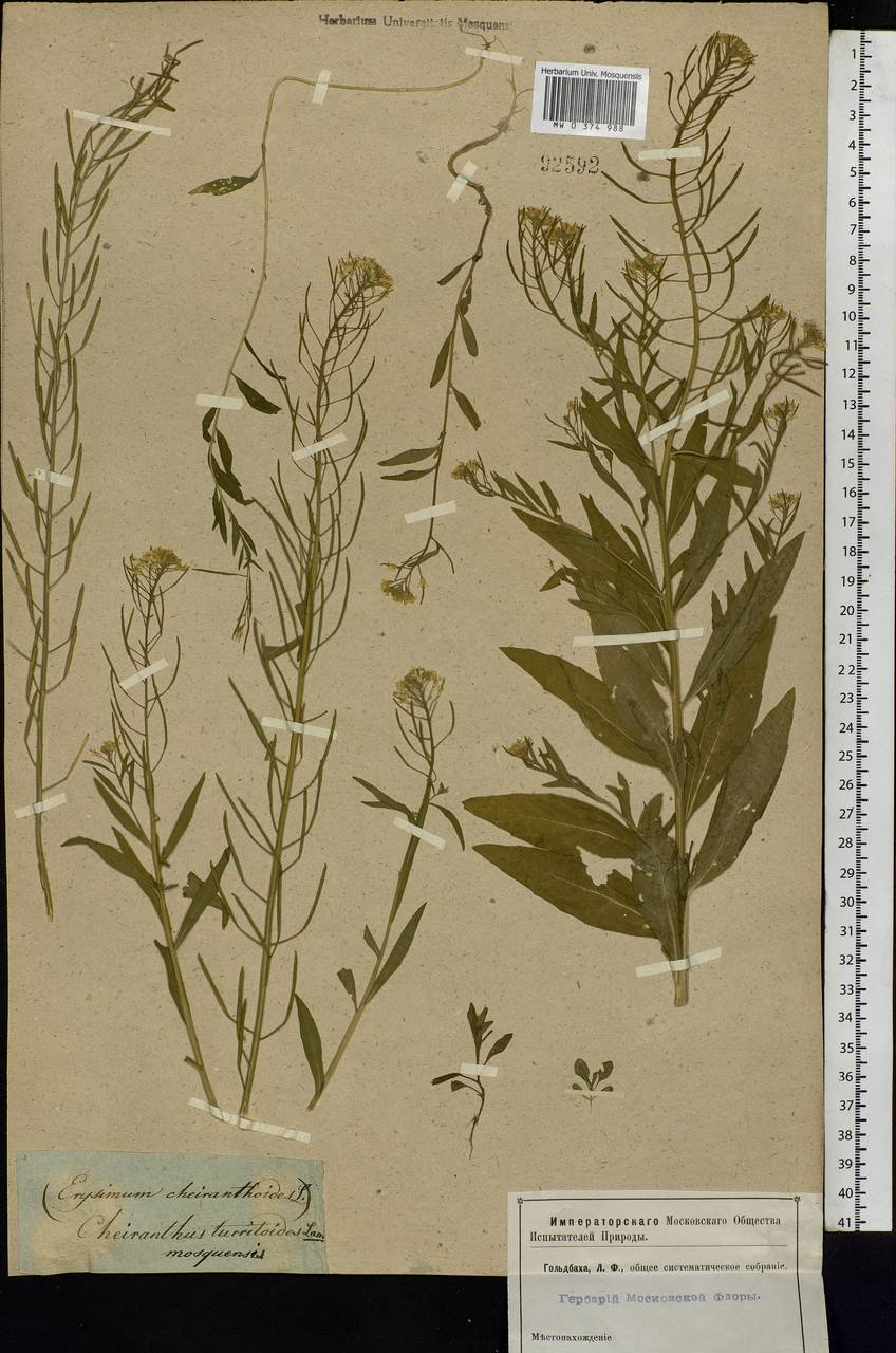 Erysimum cheiranthoides L., Eastern Europe, Moscow region (E4a) (Russia)