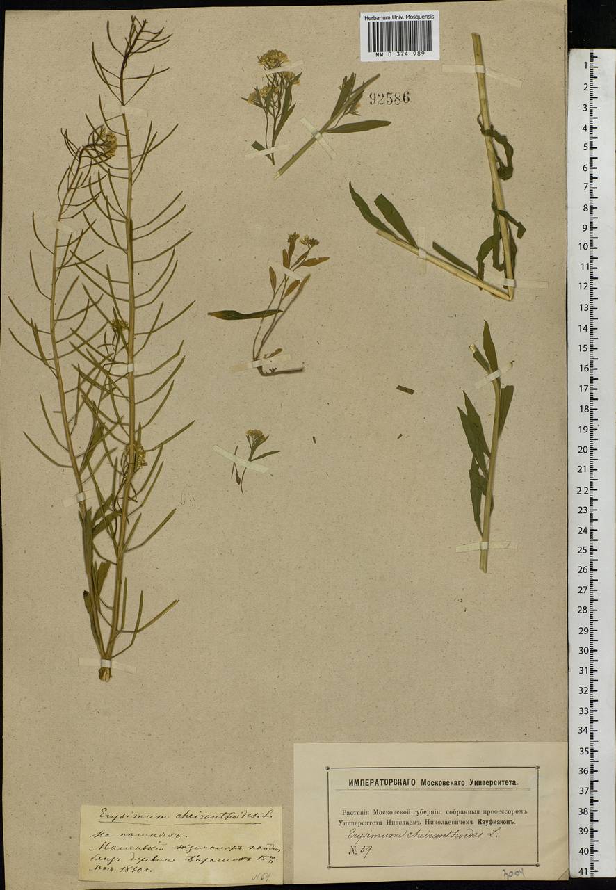 Erysimum cheiranthoides L., Eastern Europe, Moscow region (E4a) (Russia)
