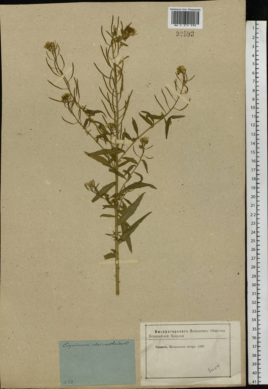 Erysimum cheiranthoides L., Eastern Europe, Moscow region (E4a) (Russia)