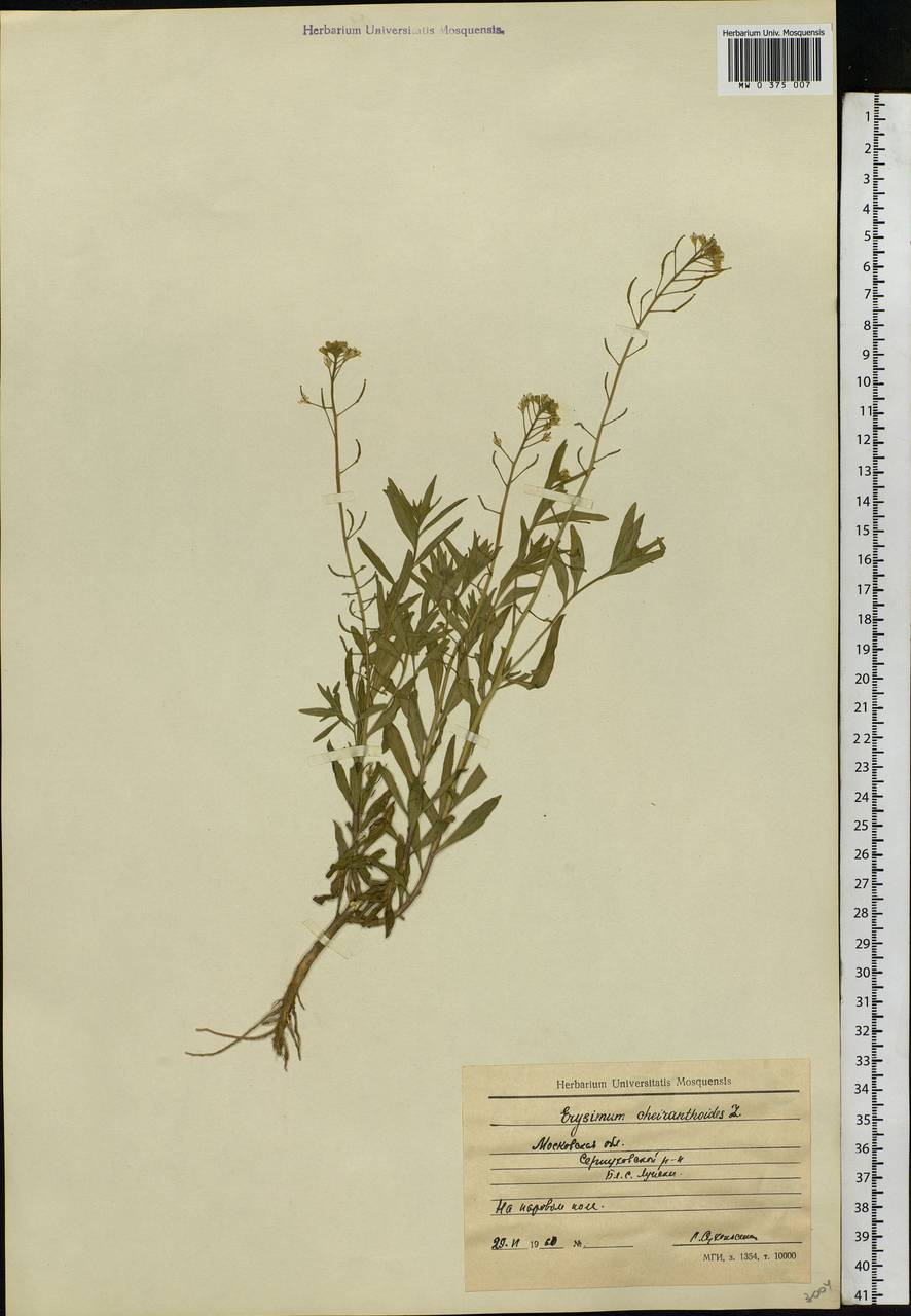 Erysimum cheiranthoides L., Eastern Europe, Moscow region (E4a) (Russia)