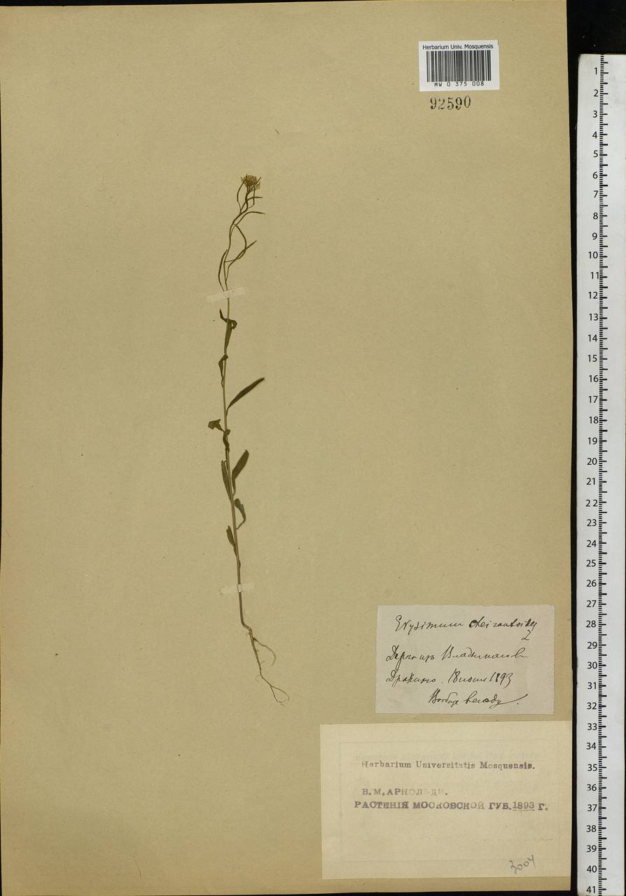 Erysimum cheiranthoides L., Eastern Europe, Moscow region (E4a) (Russia)