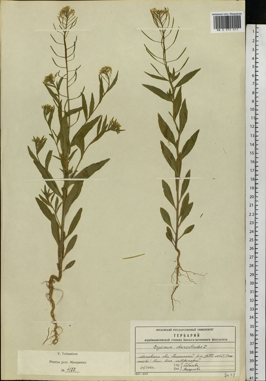 Erysimum cheiranthoides L., Eastern Europe, Moscow region (E4a) (Russia)