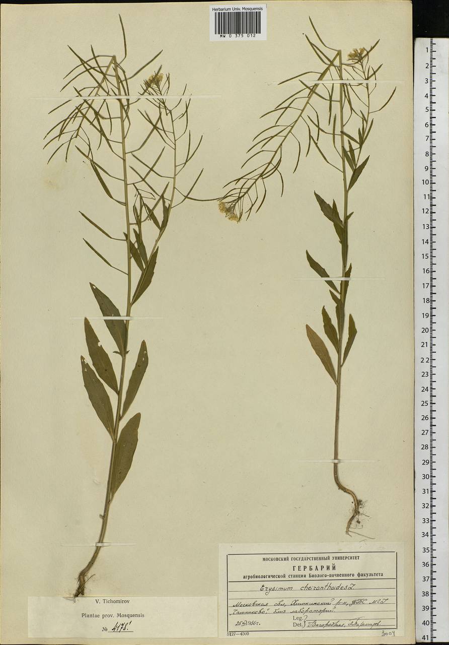 Erysimum cheiranthoides L., Eastern Europe, Moscow region (E4a) (Russia)