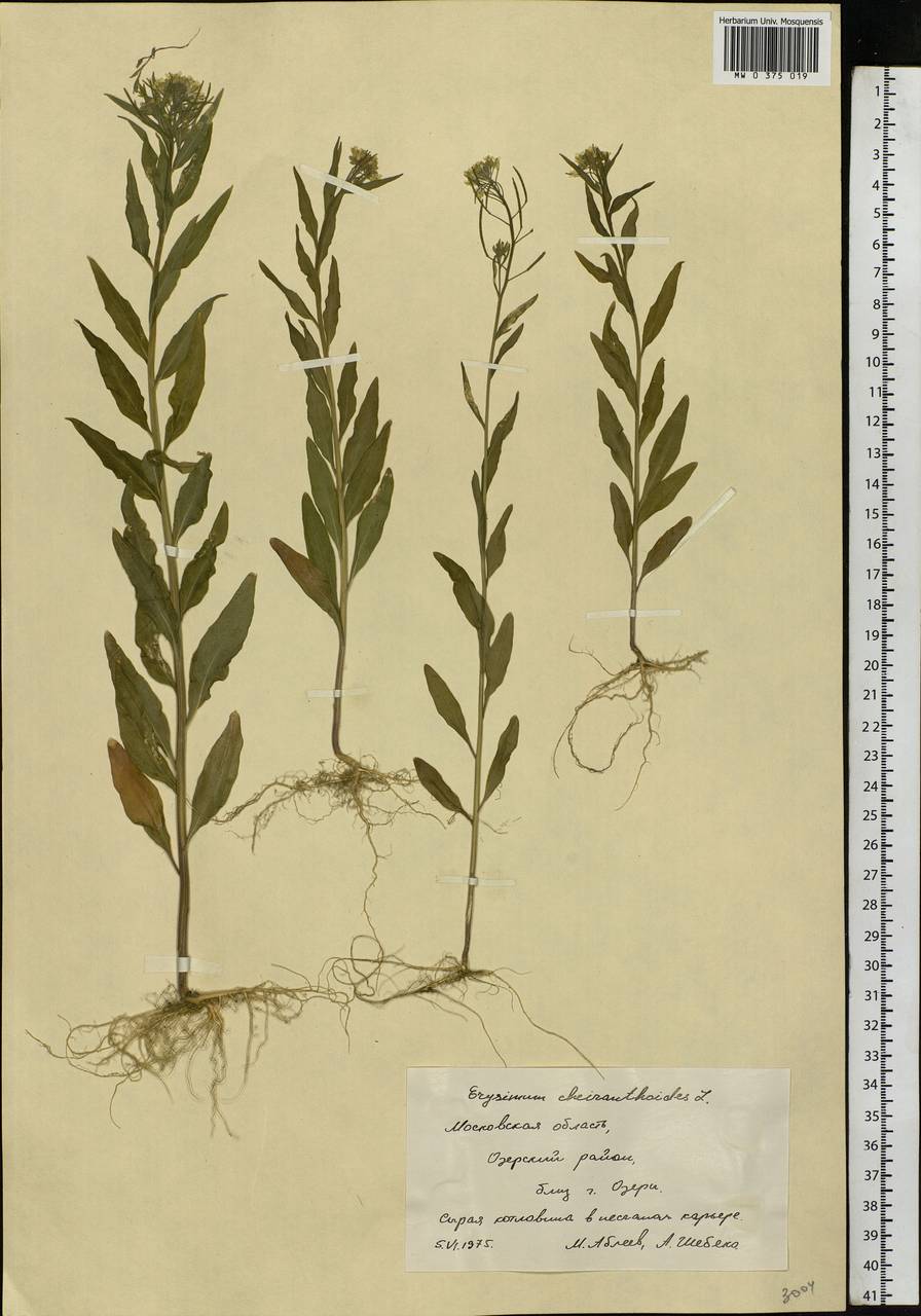 Erysimum cheiranthoides L., Eastern Europe, Moscow region (E4a) (Russia)