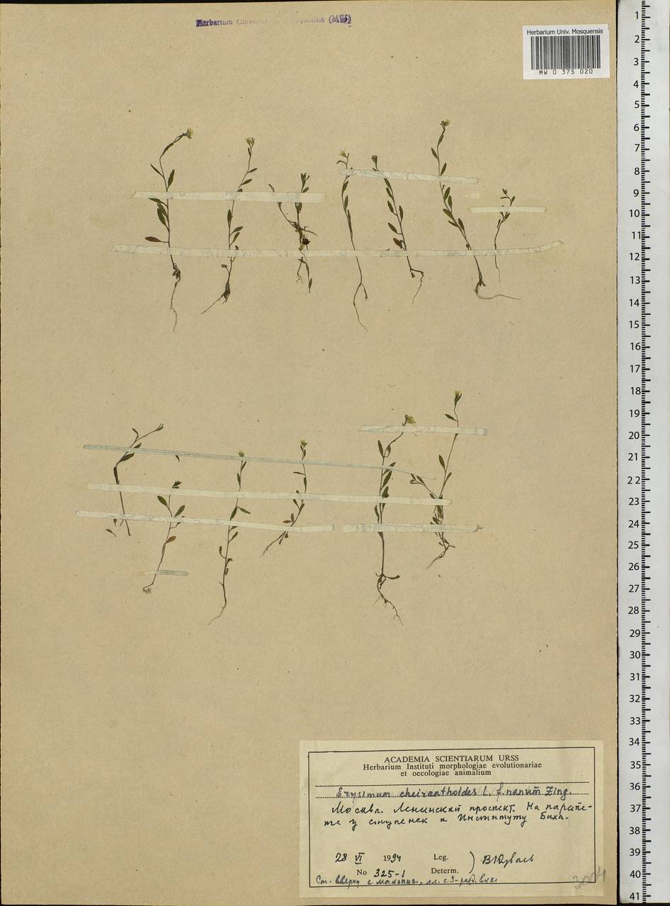 Erysimum cheiranthoides L., Eastern Europe, Moscow region (E4a) (Russia)