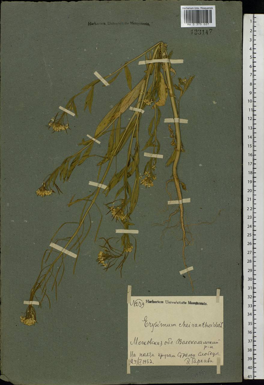 Erysimum cheiranthoides L., Eastern Europe, Moscow region (E4a) (Russia)