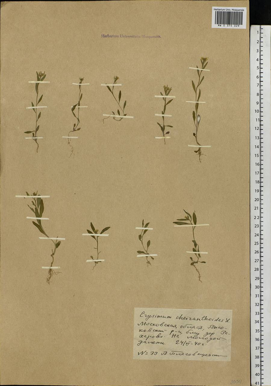 Erysimum cheiranthoides L., Eastern Europe, Moscow region (E4a) (Russia)