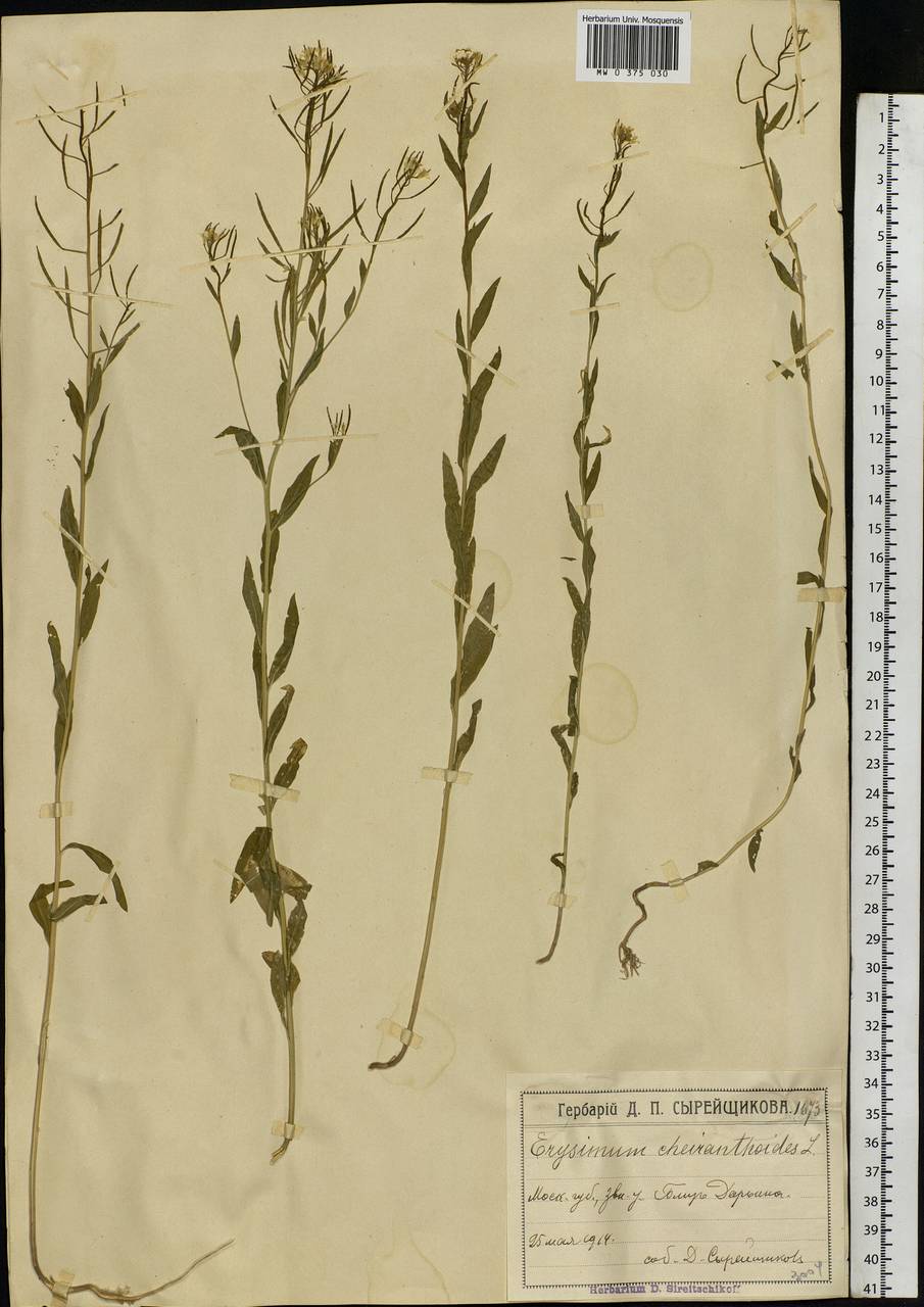 Erysimum cheiranthoides L., Eastern Europe, Moscow region (E4a) (Russia)