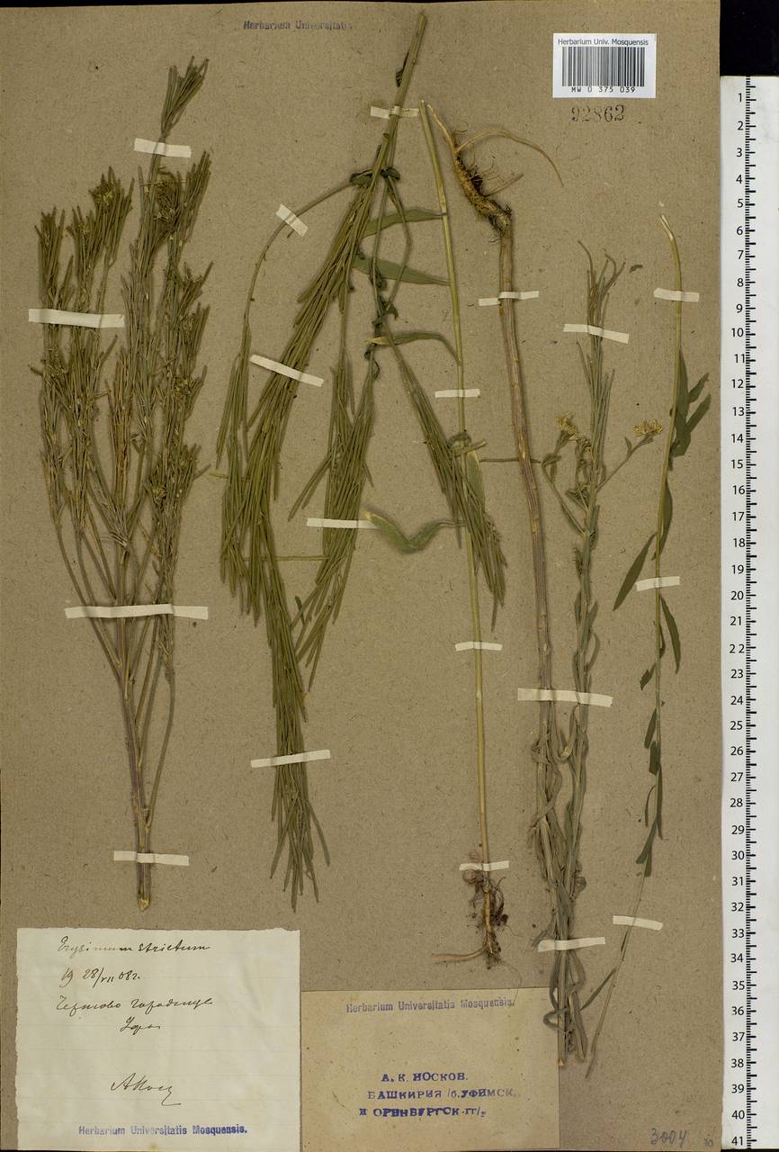 Erysimum odoratum Ehrh., Eastern Europe, Eastern region (E10) (Russia)