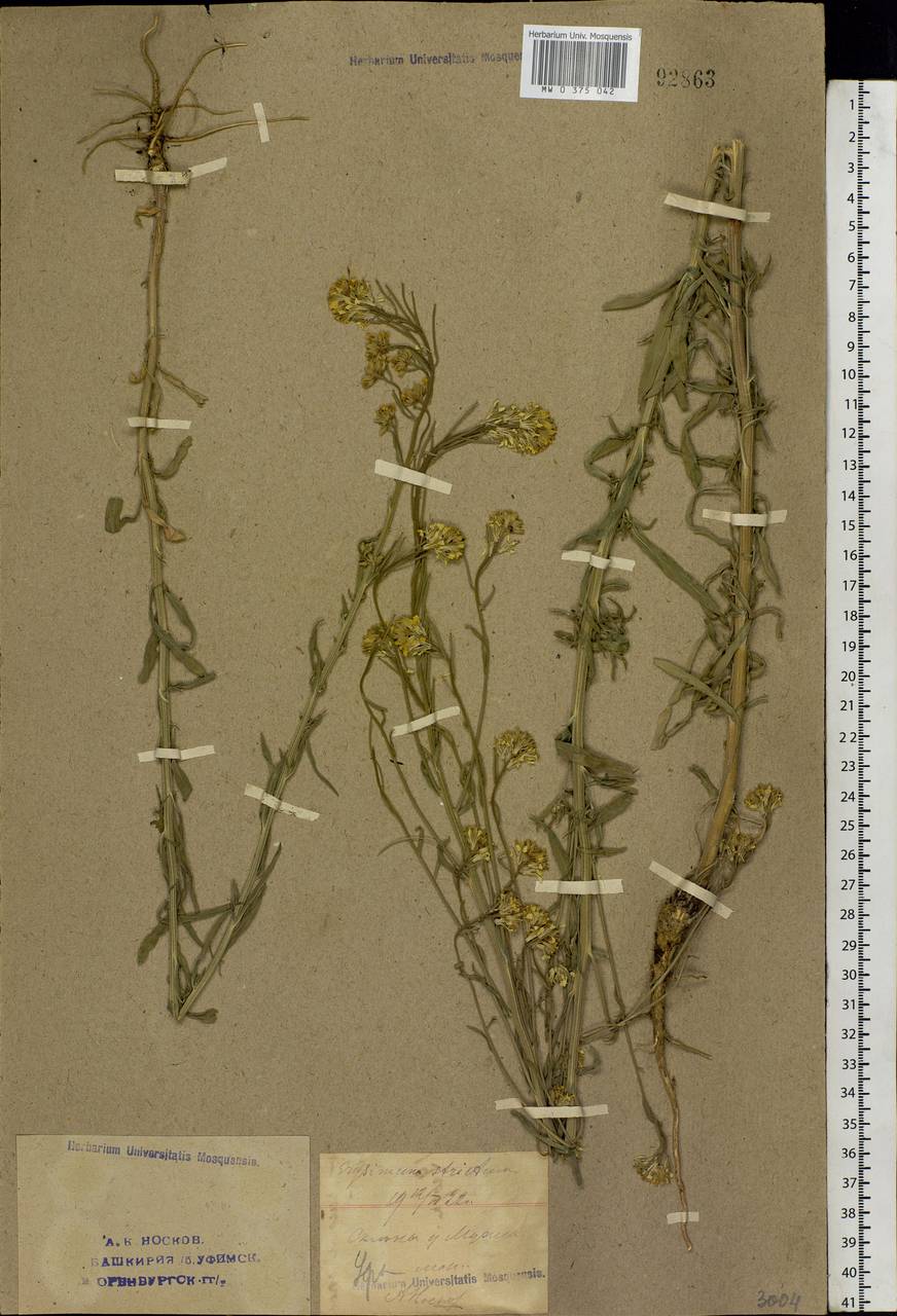 Erysimum odoratum Ehrh., Eastern Europe, Eastern region (E10) (Russia)