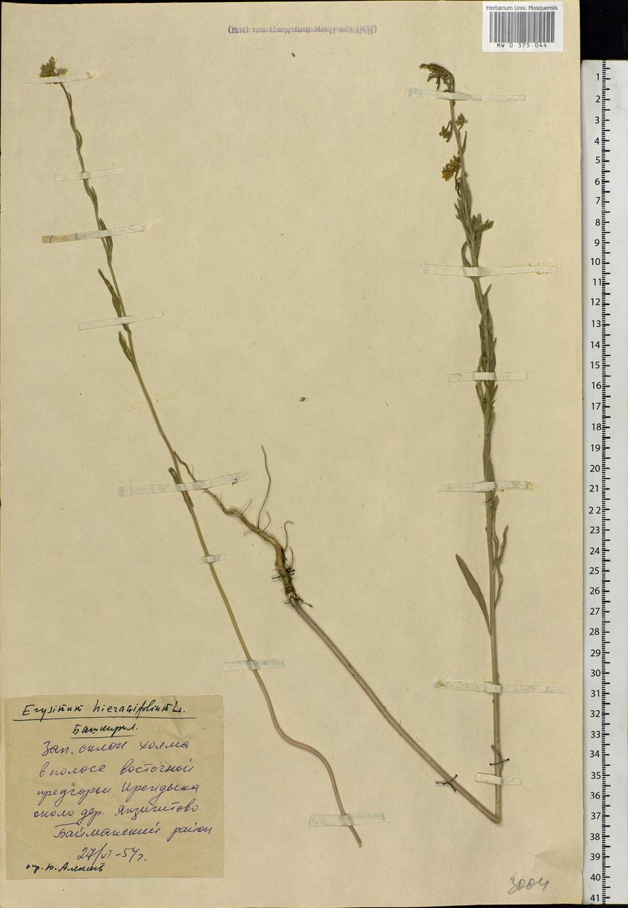 Erysimum hieraciifolium L., Eastern Europe, Eastern region (E10) (Russia)