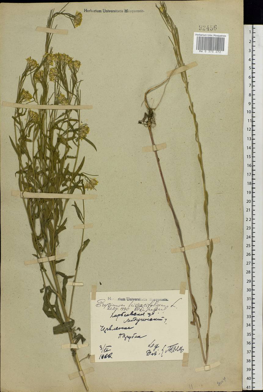 Erysimum odoratum Ehrh., Eastern Europe, North Ukrainian region (E11) (Ukraine)