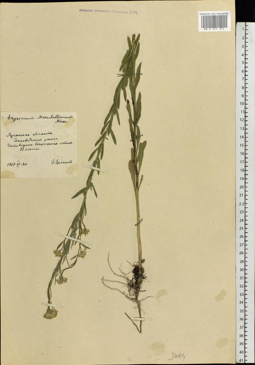 Erysimum odoratum Ehrh., Eastern Europe, North Ukrainian region (E11) (Ukraine)