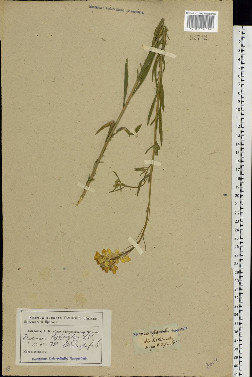 Erysimum leptostylum DC., Eastern Europe, Rostov Oblast (E12a) (Russia)