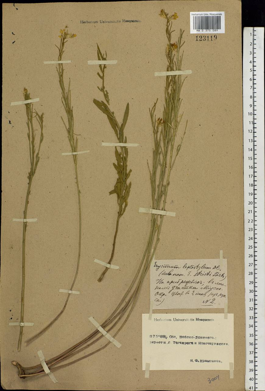 Erysimum leptostylum DC., Eastern Europe, Rostov Oblast (E12a) (Russia)