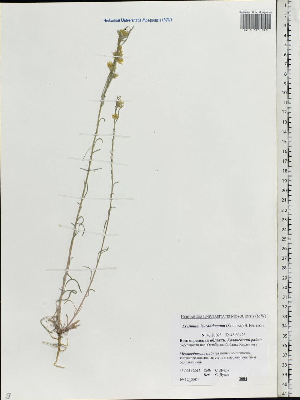 Erysimum leucanthemum (Stephan ex Willd.) B. Fedtsch., Eastern Europe, Lower Volga region (E9) (Russia)