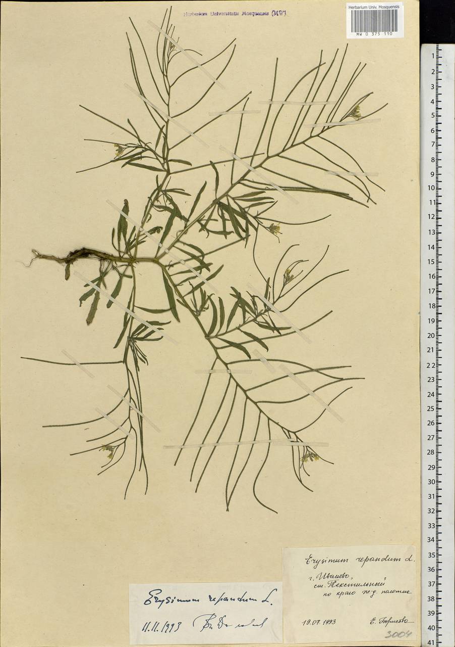 Erysimum repandum L., Eastern Europe, Central forest region (E5) (Russia)