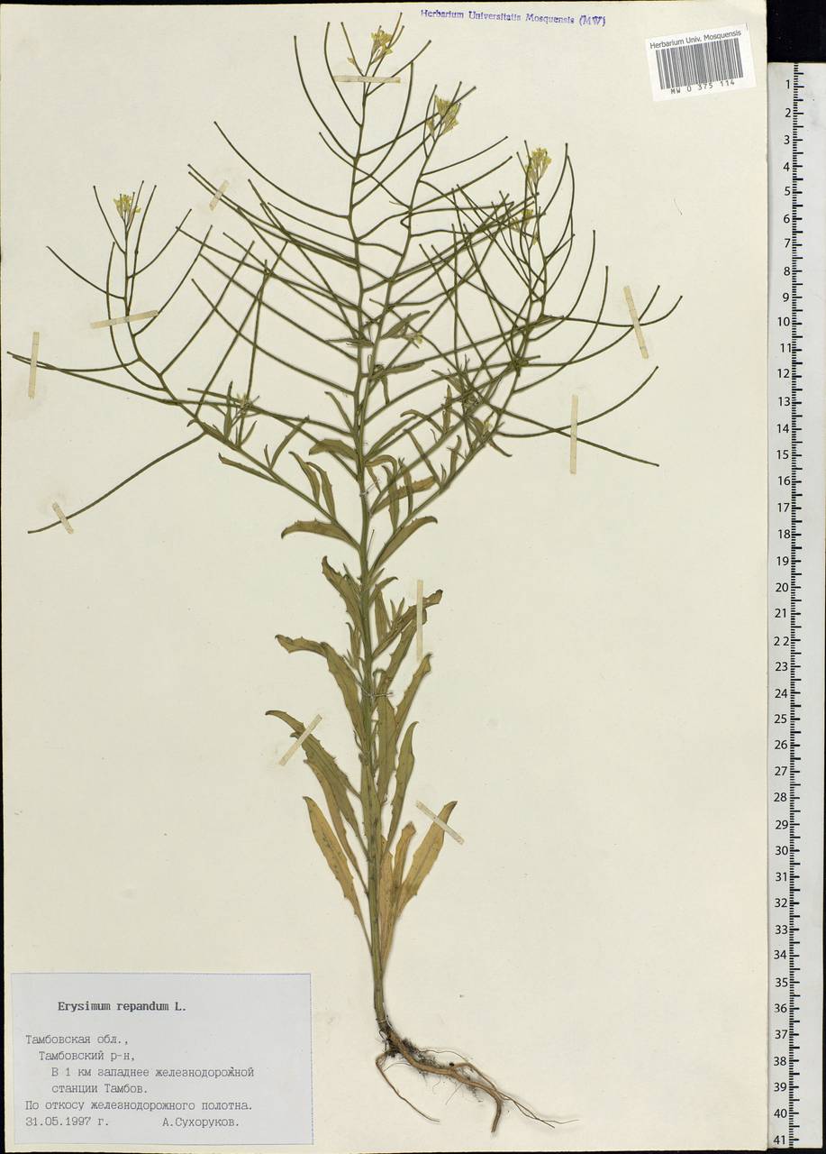 Erysimum repandum L., Eastern Europe, Central forest-and-steppe region (E6) (Russia)