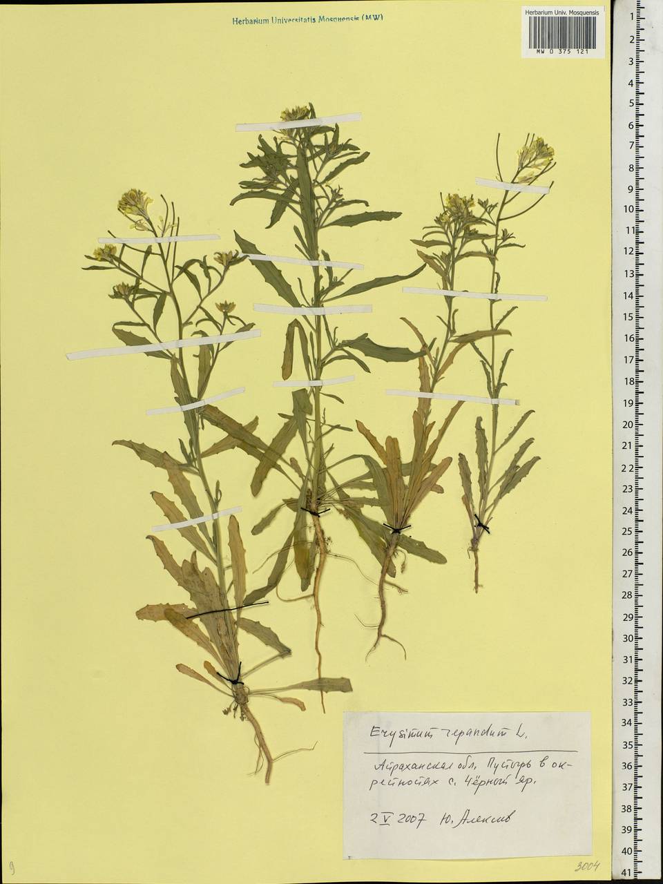 Erysimum repandum L., Eastern Europe, Lower Volga region (E9) (Russia)