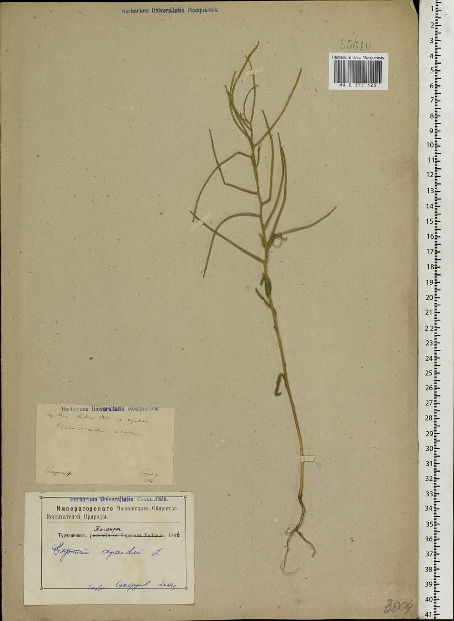 Erysimum repandum L., Eastern Europe, Rostov Oblast (E12a) (Russia)
