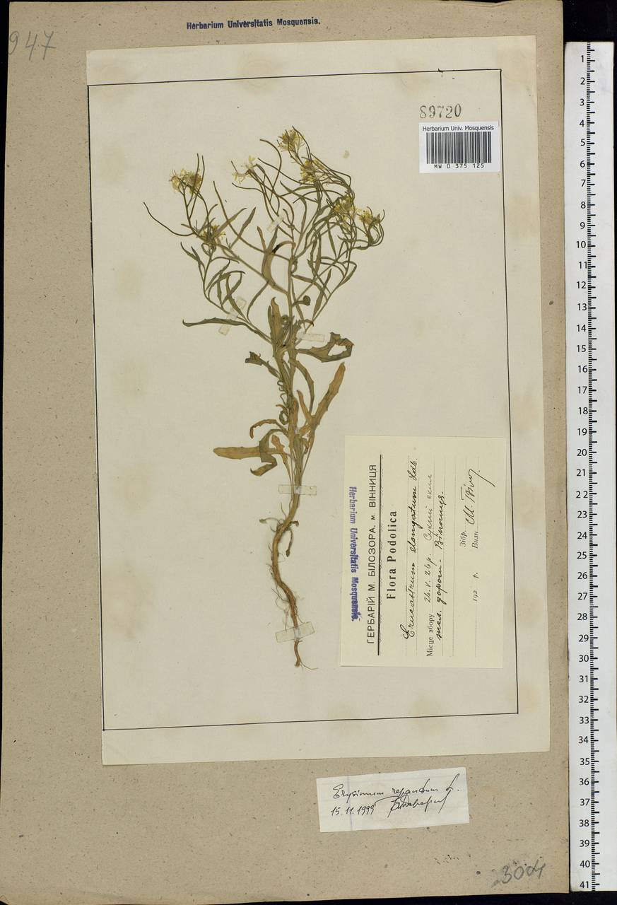 Erysimum repandum L., Eastern Europe, South Ukrainian region (E12) (Ukraine)