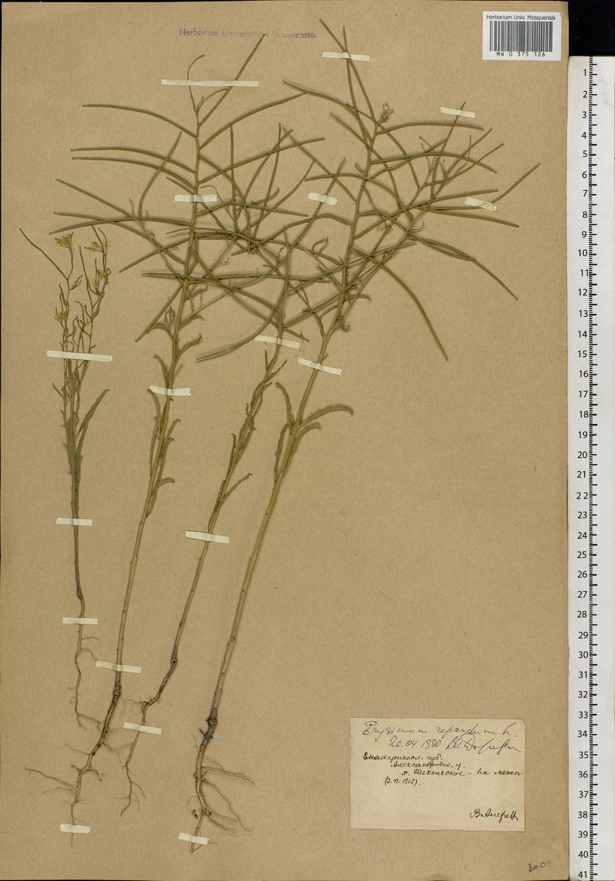Erysimum repandum L., Eastern Europe, South Ukrainian region (E12) (Ukraine)