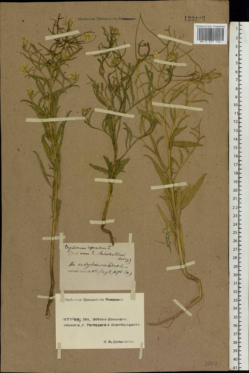 Erysimum repandum L., Eastern Europe, Rostov Oblast (E12a) (Russia)