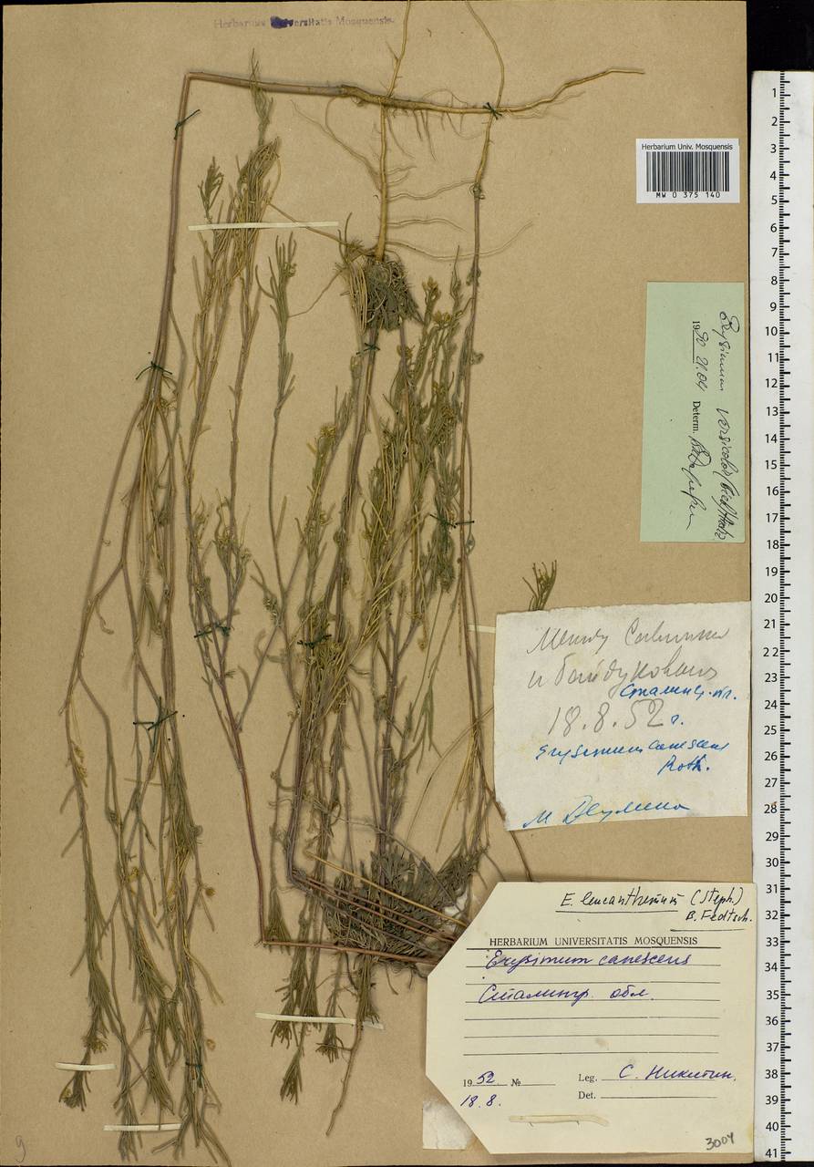 Erysimum leucanthemum (Stephan ex Willd.) B.Fedtsch., Eastern Europe, Lower Volga region (E9) (Russia)