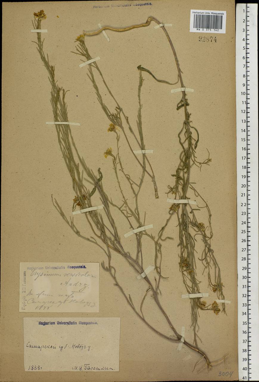 Erysimum leucanthemum (Stephan ex Willd.) B. Fedtsch., Eastern Europe, Lower Volga region (E9) (Russia)