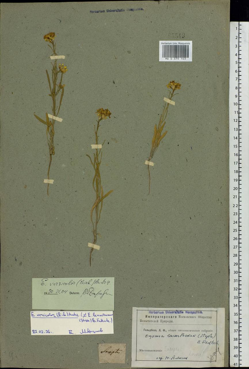 Erysimum leucanthemum (Stephan) B.Fedtsch., Eastern Europe, Lower Volga region (E9) (Russia)