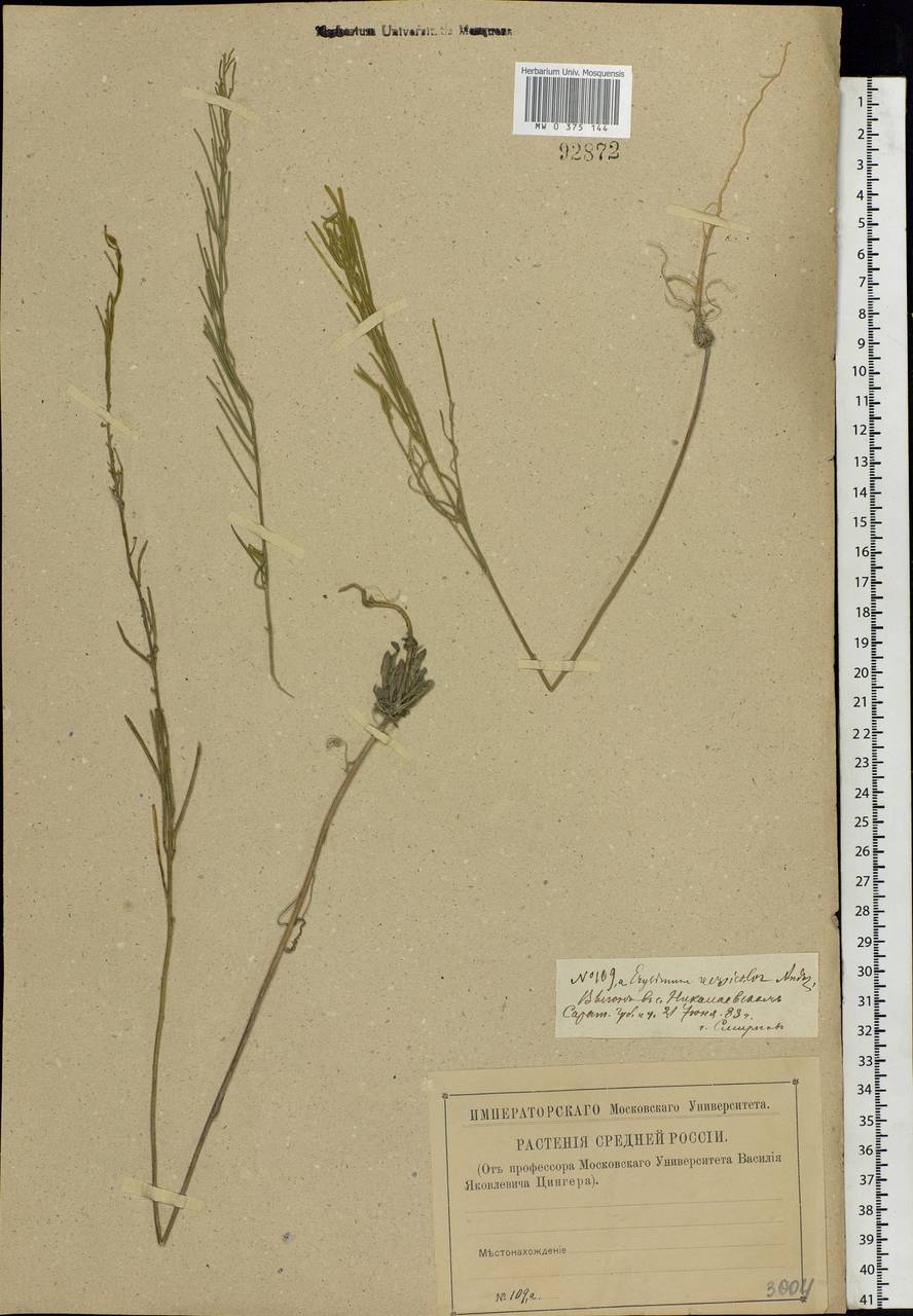 Erysimum leucanthemum (Stephan ex Willd.) B. Fedtsch., Eastern Europe, Lower Volga region (E9) (Russia)