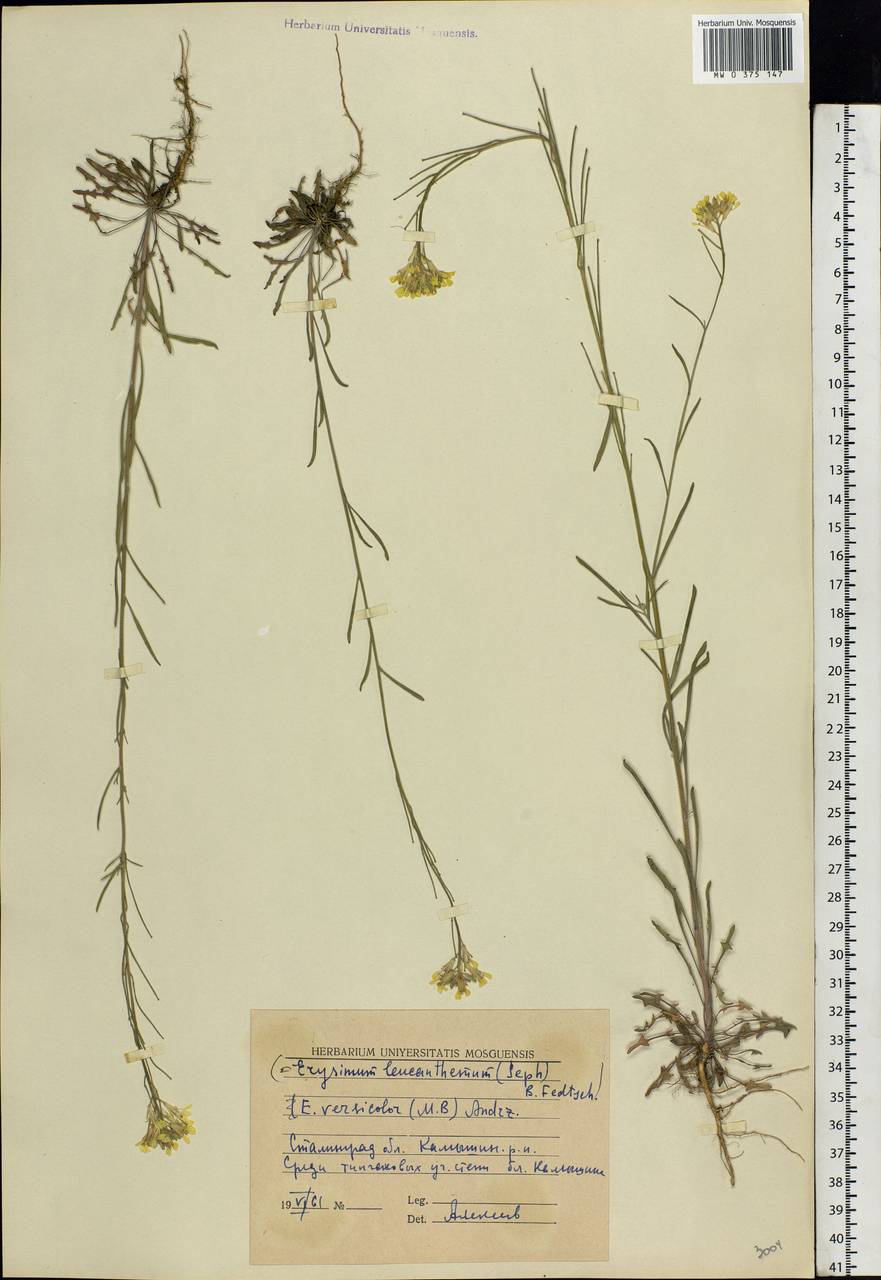 Erysimum leucanthemum (Stephan ex Willd.) B.Fedtsch., Eastern Europe, Lower Volga region (E9) (Russia)