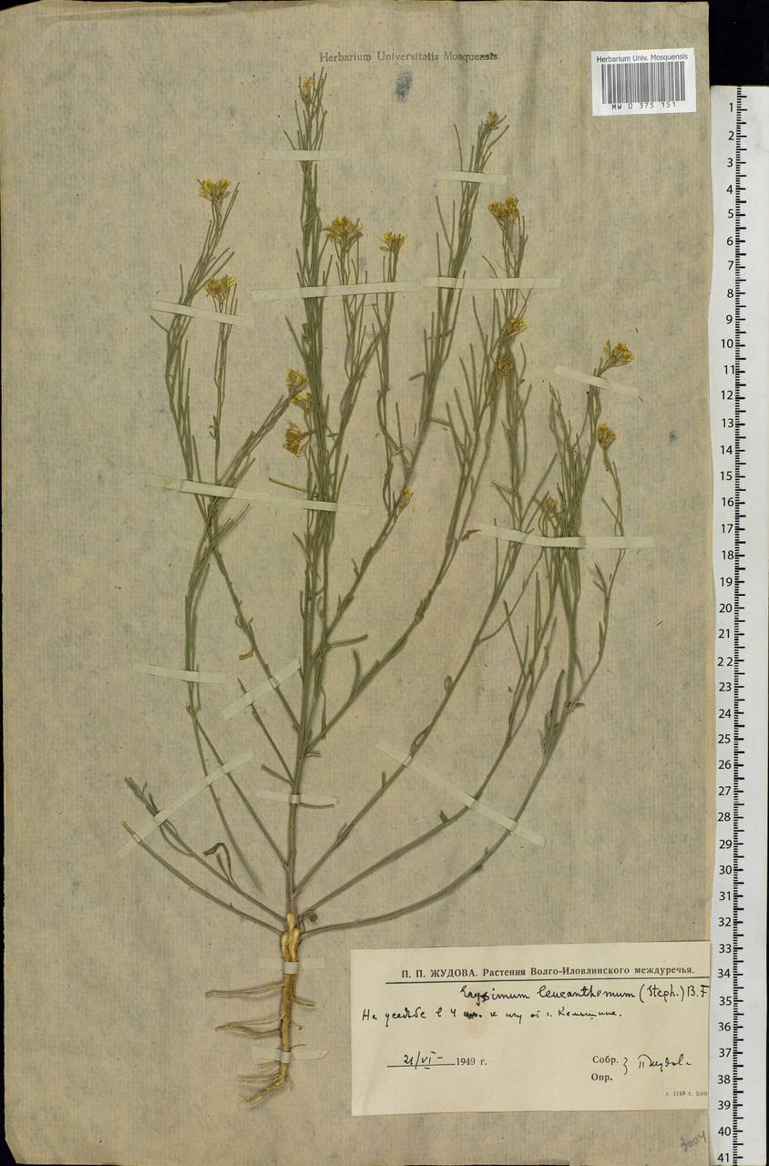 Erysimum leucanthemum (Stephan ex Willd.) B.Fedtsch., Eastern Europe, Lower Volga region (E9) (Russia)