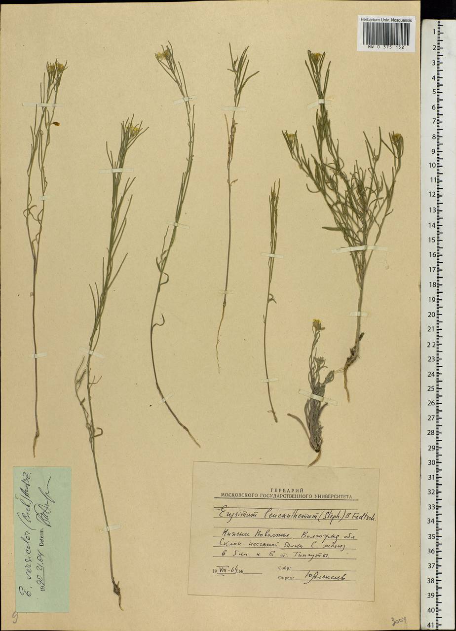 Erysimum leucanthemum (Stephan ex Willd.) B.Fedtsch., Eastern Europe, Lower Volga region (E9) (Russia)
