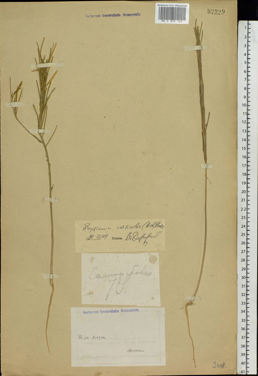 Erysimum leucanthemum (Stephan) B.Fedtsch., Eastern Europe, Lower Volga region (E9) (Russia)