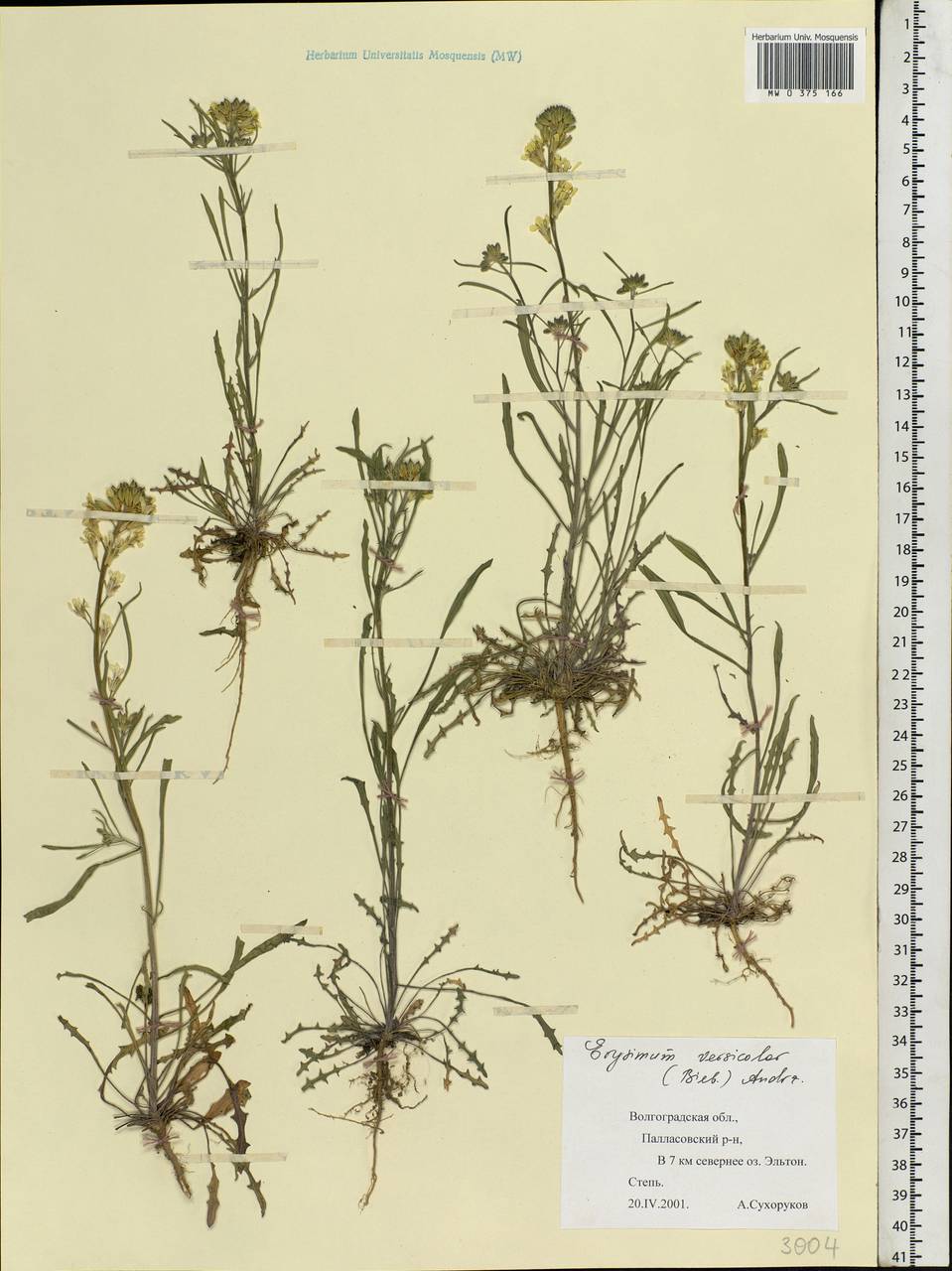 Erysimum leucanthemum (Stephan ex Willd.) B. Fedtsch., Eastern Europe, Lower Volga region (E9) (Russia)