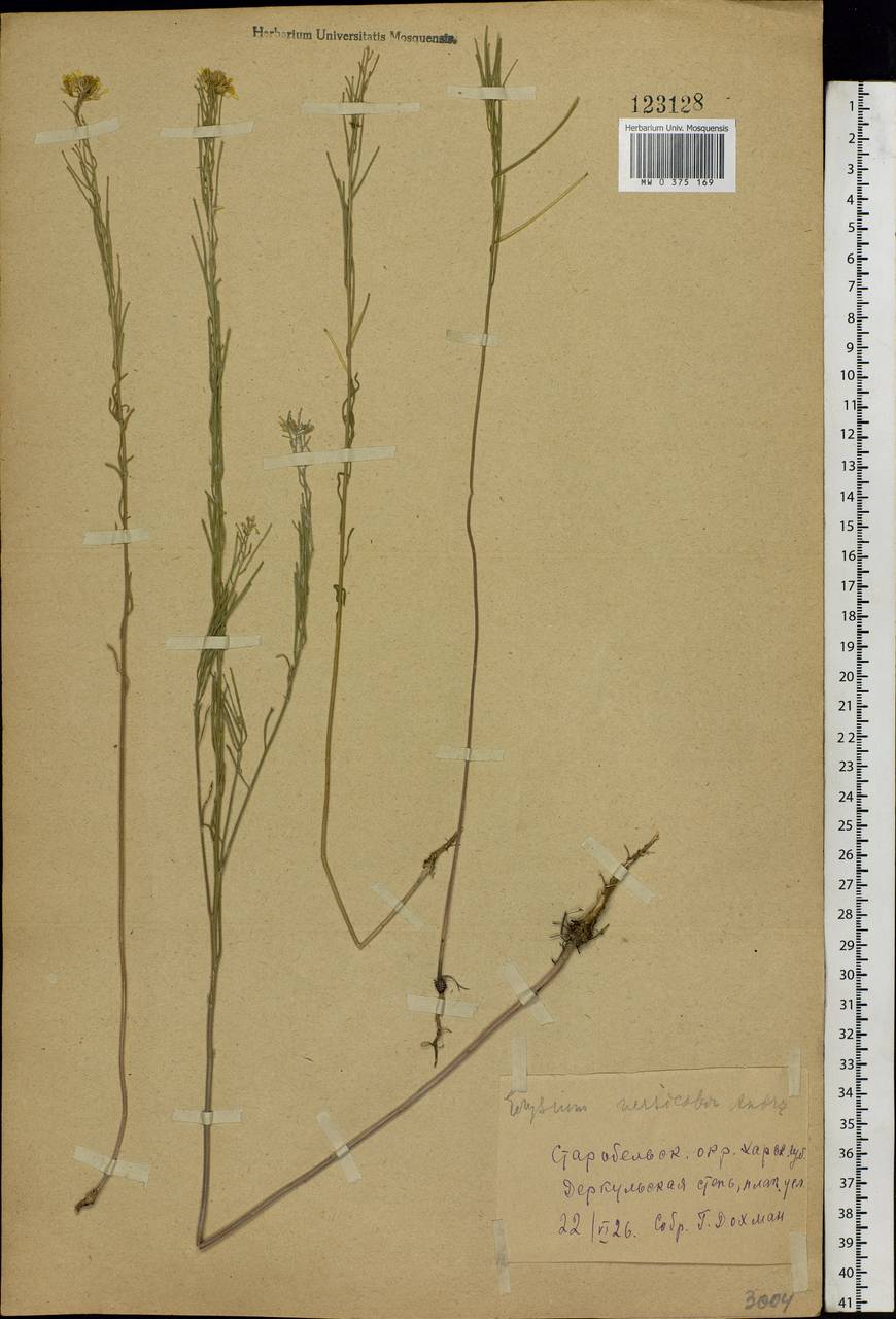 Erysimum leucanthemum (Stephan ex Willd.) B.Fedtsch., Eastern Europe, North Ukrainian region (E11) (Ukraine)