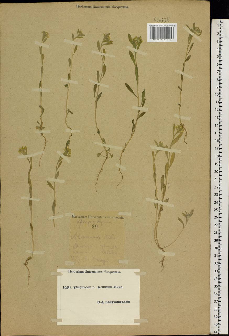 Erysimum leucanthemum (Stephan) B.Fedtsch., Eastern Europe, South Ukrainian region (E12) (Ukraine)