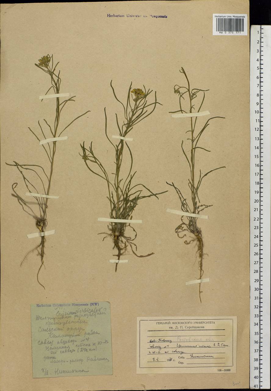 Erysimum leucanthemum (Stephan ex Willd.) B. Fedtsch., Eastern Europe, Rostov Oblast (E12a) (Russia)