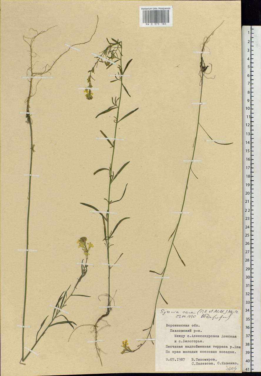 Erysimum canum (Piller & Mitt.) Polatschek, Eastern Europe, Central forest-and-steppe region (E6) (Russia)