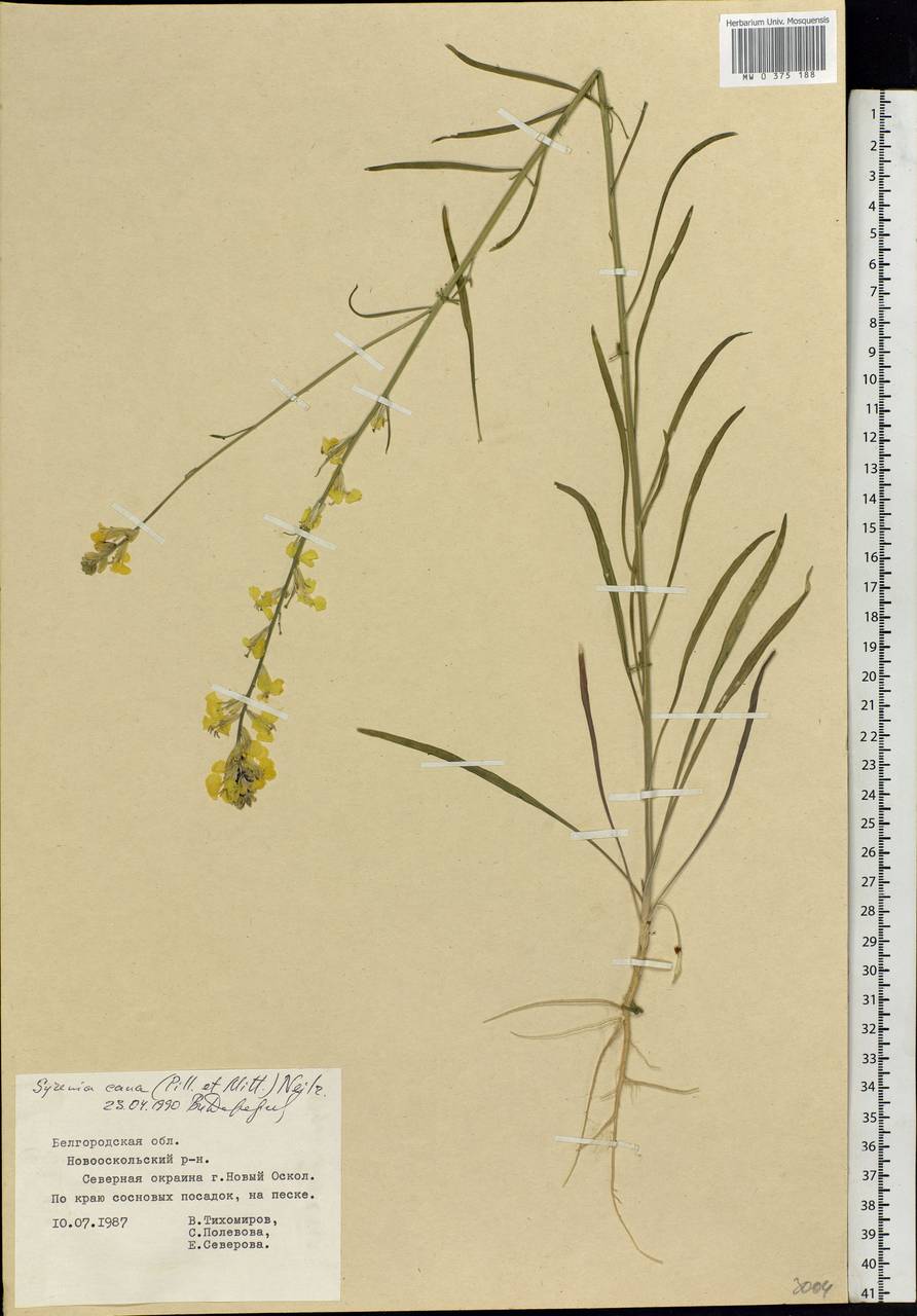 Erysimum canum (Piller & Mitt.) Polatschek, Eastern Europe, Central forest-and-steppe region (E6) (Russia)