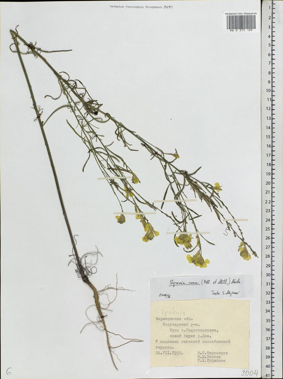 Erysimum canum (Piller & Mitt.) Polatschek, Eastern Europe, Central forest-and-steppe region (E6) (Russia)