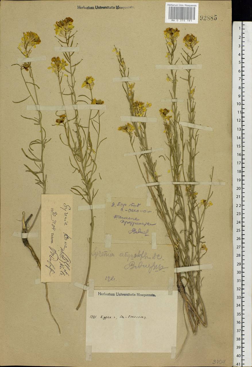 Erysimum canum (Piller & Mitterp.) Polatschek, Eastern Europe, Central forest-and-steppe region (E6) (Russia)