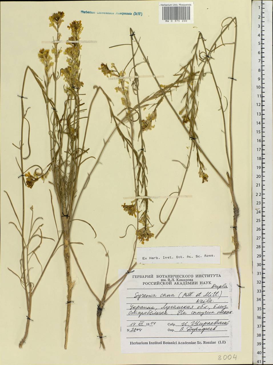 Erysimum canum (Piller & Mitt.) Polatschek, Eastern Europe, North Ukrainian region (E11) (Ukraine)