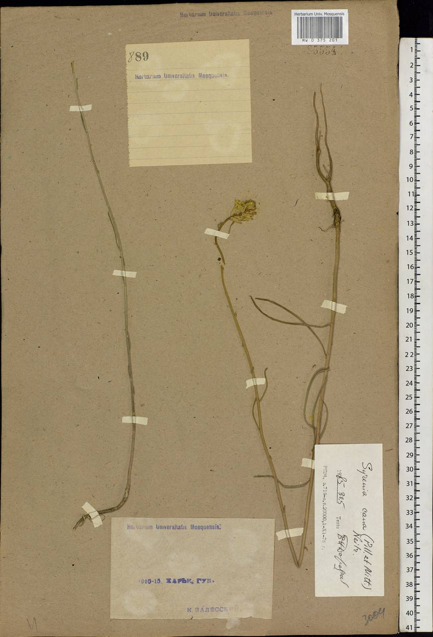 Erysimum canum (Piller & Mitt.) Polatschek, Eastern Europe, North Ukrainian region (E11) (Ukraine)