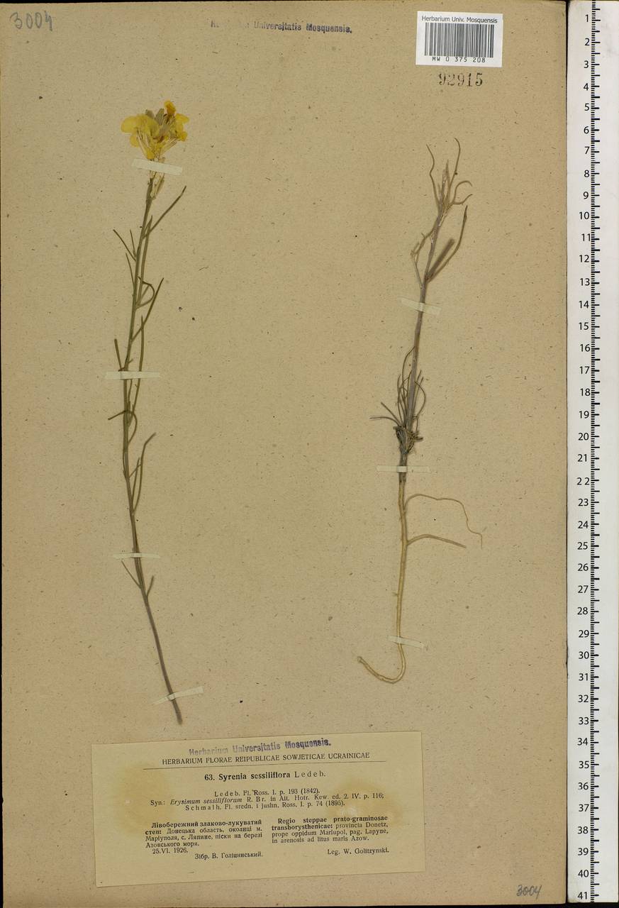 Erysimum canum (Piller & Mitt.) Polatschek, Eastern Europe, South Ukrainian region (E12) (Ukraine)