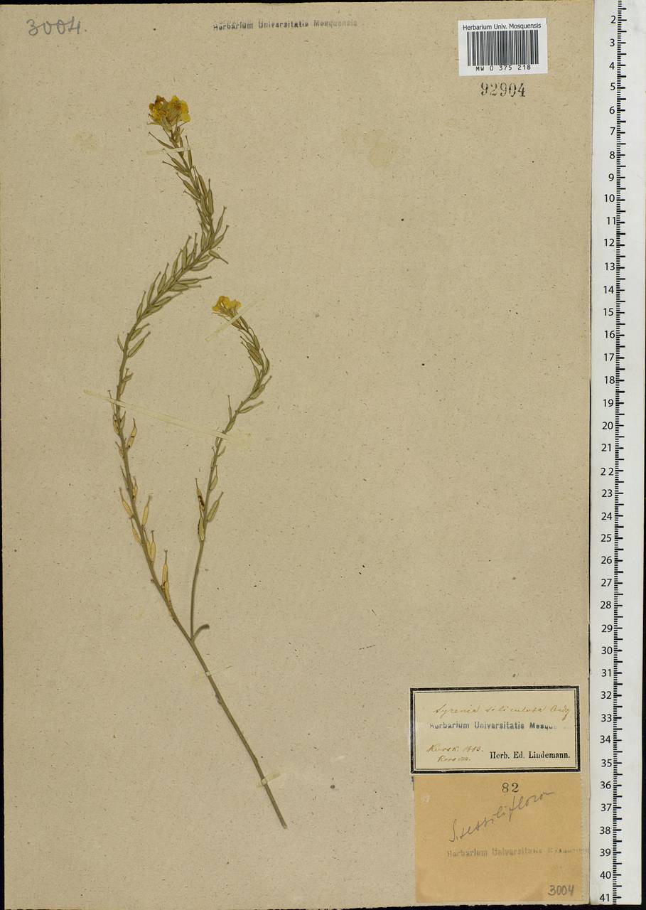 Erysimum quadrangulum Desf., Eastern Europe, Central forest-and-steppe region (E6) (Russia)