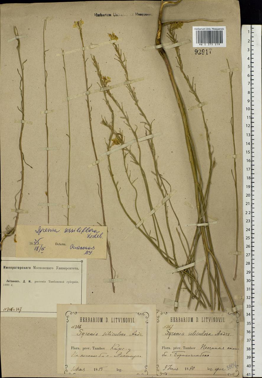 Erysimum quadrangulum Desf., Eastern Europe, Central forest-and-steppe region (E6) (Russia)
