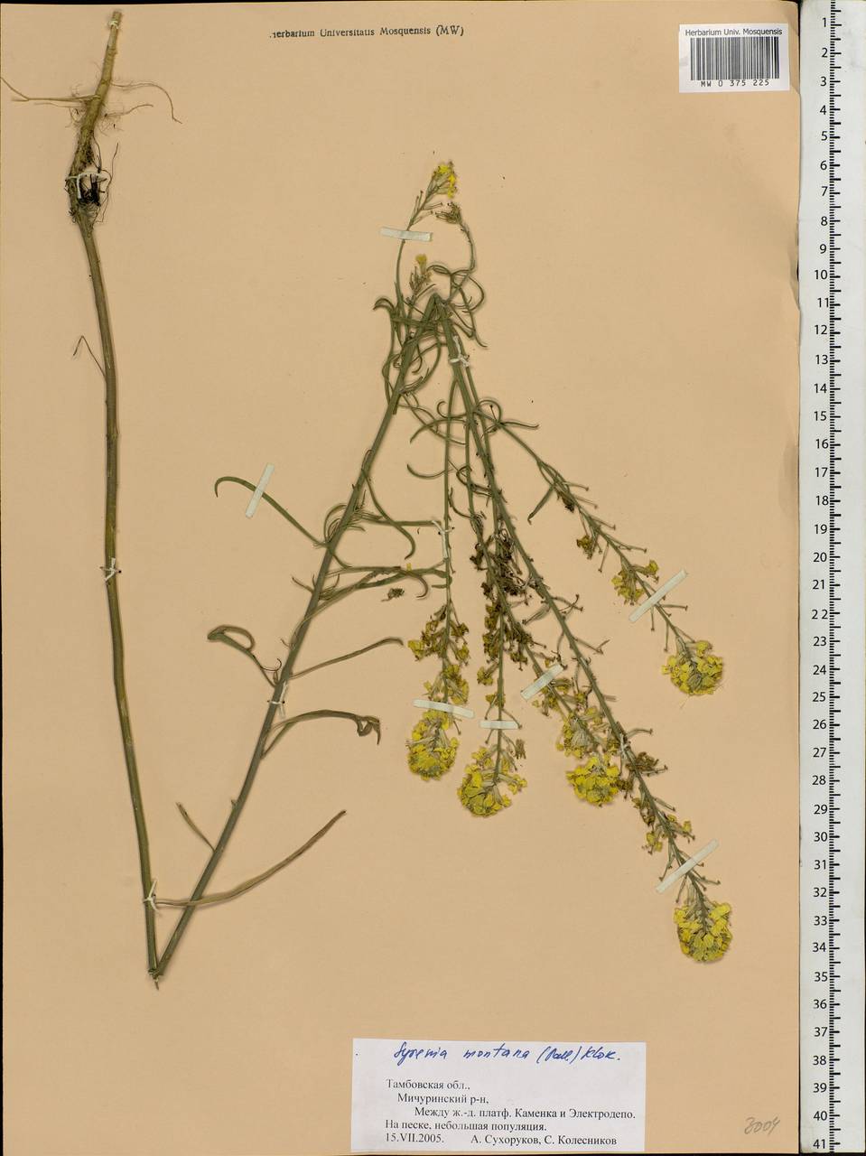 Erysimum quadrangulum Desf., Eastern Europe, Central forest-and-steppe region (E6) (Russia)