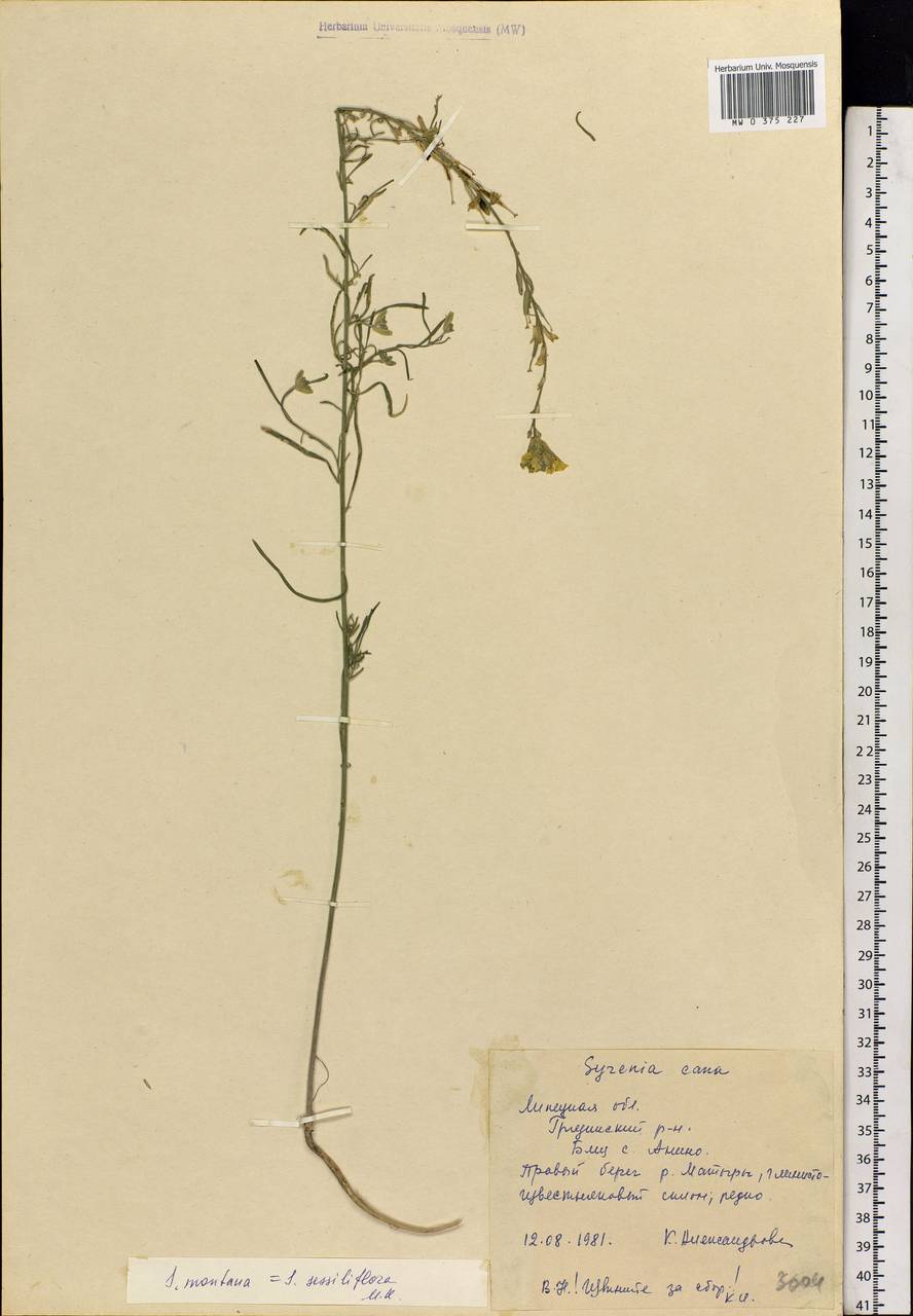 Erysimum quadrangulum Desf., Eastern Europe, Central forest-and-steppe region (E6) (Russia)